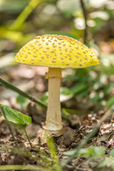 Amanita Muscaria- Yellow Fly Amanita in a Woody Area, Blainville, Quebec, Canada