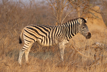 Fototapeta na wymiar Burchell's Zebra in Kruger National Park, South Africa
