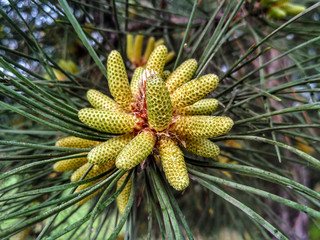 Obraz premium blooming pine young cones