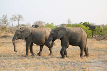 Fototapeta premium Herd of African bush elephants in Kruger National Park, South Africa