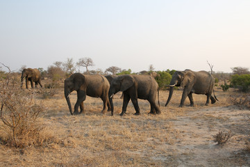 Fototapeta na wymiar Herd of African bush elephants in Kruger National Park, South Africa
