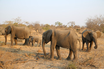 Herd of African bush elephants in Kruger National Park, South Africa