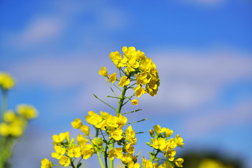 日出のナノハナ