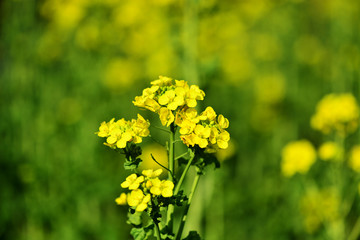 日出のナノハナ