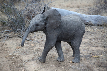 Cute African bush elephant baby in Kruger National Park, South Africa