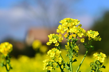 日出のナノハナ