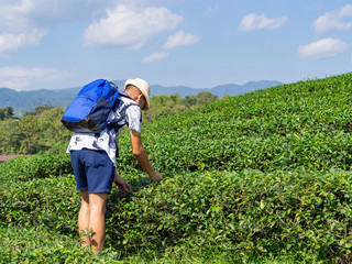 Young asian backpacker traveling into tea fields. Young man traveler take a photo of mountain tea field with blue sky background and show hands up. Freedom Concept.