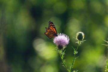 monarch butterfly on a purple thistle flower