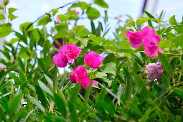 農業公園の椿