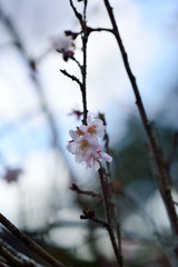 冬桜