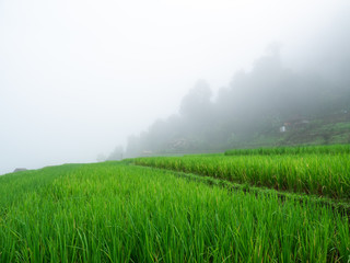 Fototapeta na wymiar field rice in Asia