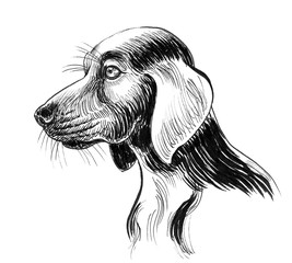 Dog's head. ink black and white drawing