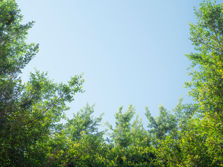 Obraz premium the green leaves frame