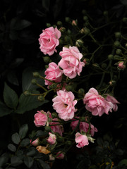 Die rosa Rosen eine schöne Kunst © nitinan