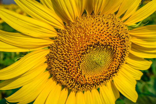 Sunflowers Farm