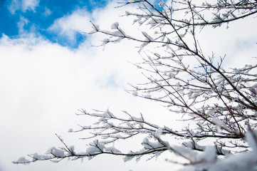 Pictures of snow covered dense winters in Japan