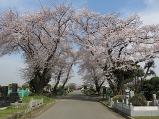 桜が咲く春の八柱霊園