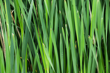 Fototapeta na wymiar Green leaves of bulrush. Close-up.