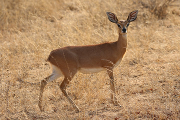 Steenbok antelope in Kruger National Park