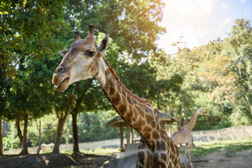 Giraffe eating food from tourists at Chiang Mai Zoo Thailand.