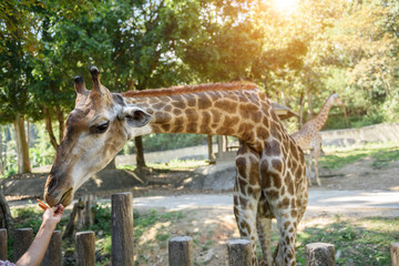 Obraz premium Giraffe eating food from tourists at Chiang Mai Zoo Thailand.