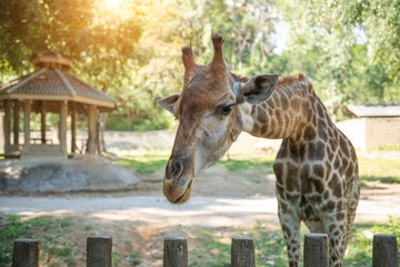 Giraffe eating food from tourists at Chiang Mai Zoo Thailand.