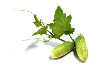  Fresh cucumber