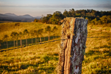 A lichen covered fence post catches the sun at the end of the day.