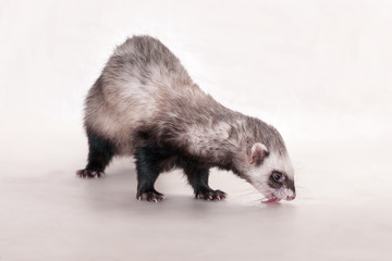 ferret on a white background