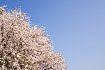 桜と青空