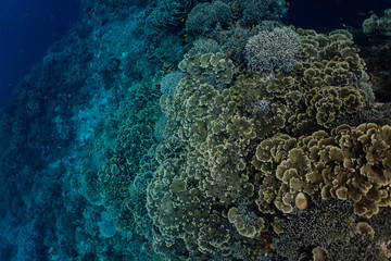 Thick formation of foliose corals in a shallow coral reef