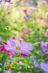 Colorful Flowers in the Morning with Bokeh