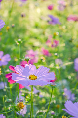 Colorful Flowers in the Morning with Bokeh