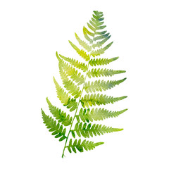 watercolor fern leaf silhouette © cat_arch_angel