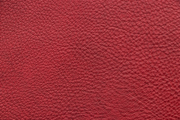 Sample genuine leather red colour. Material of animal origin. Close-up.
