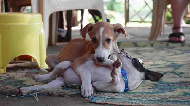 Two cur little puppies are playing on the porch. Playful pets concept