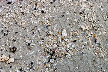 shells on the beach