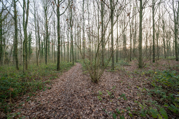 Autumn in the forest
