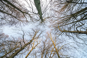 Fototapeta na wymiar no leaves on the treetops