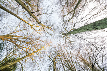 no leaves on the treetops