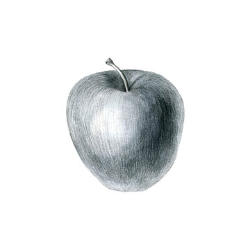 pencil drawing apple