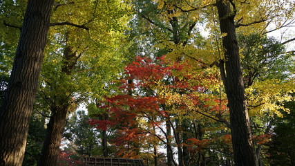 秋のグラデーション