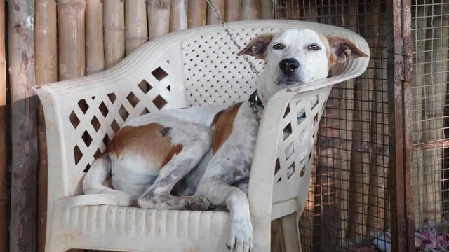 Portrait of cur adult dog lying on the chair at the porch