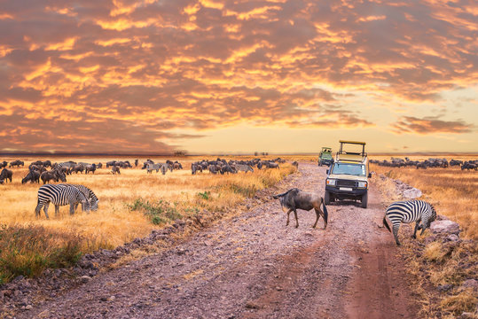 A gamedrive africa safari in Serengeti National park,Tanzania.