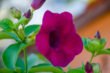 Rukaththana flower or Allamanda Cathartica in Sri Lanka