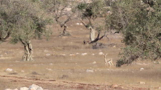 Israeli mountain gazelle near olive tree