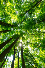 Naklejka premium Piękny las wiosną i bujne zielone liście w jasny słoneczny dzień