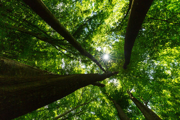 Beautiful forest in the spring and lush green foliage on a bright sunny day