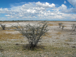 Etosha National Park, Namibia