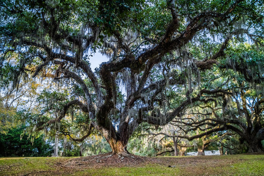 Huge old Oak Trees in Avery Island, Louisiana